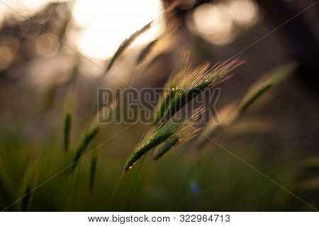 View Of Poaceae Or Gramineae Plant At Sunset
