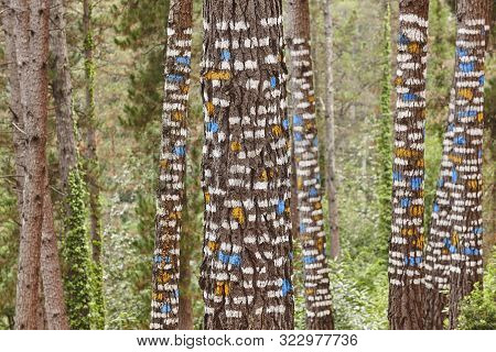Painted Colorful Green Pinewood Forest In Spain. Oma, Basque Country