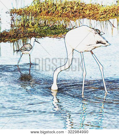 One Flamingo In A Lake Seaching For Food