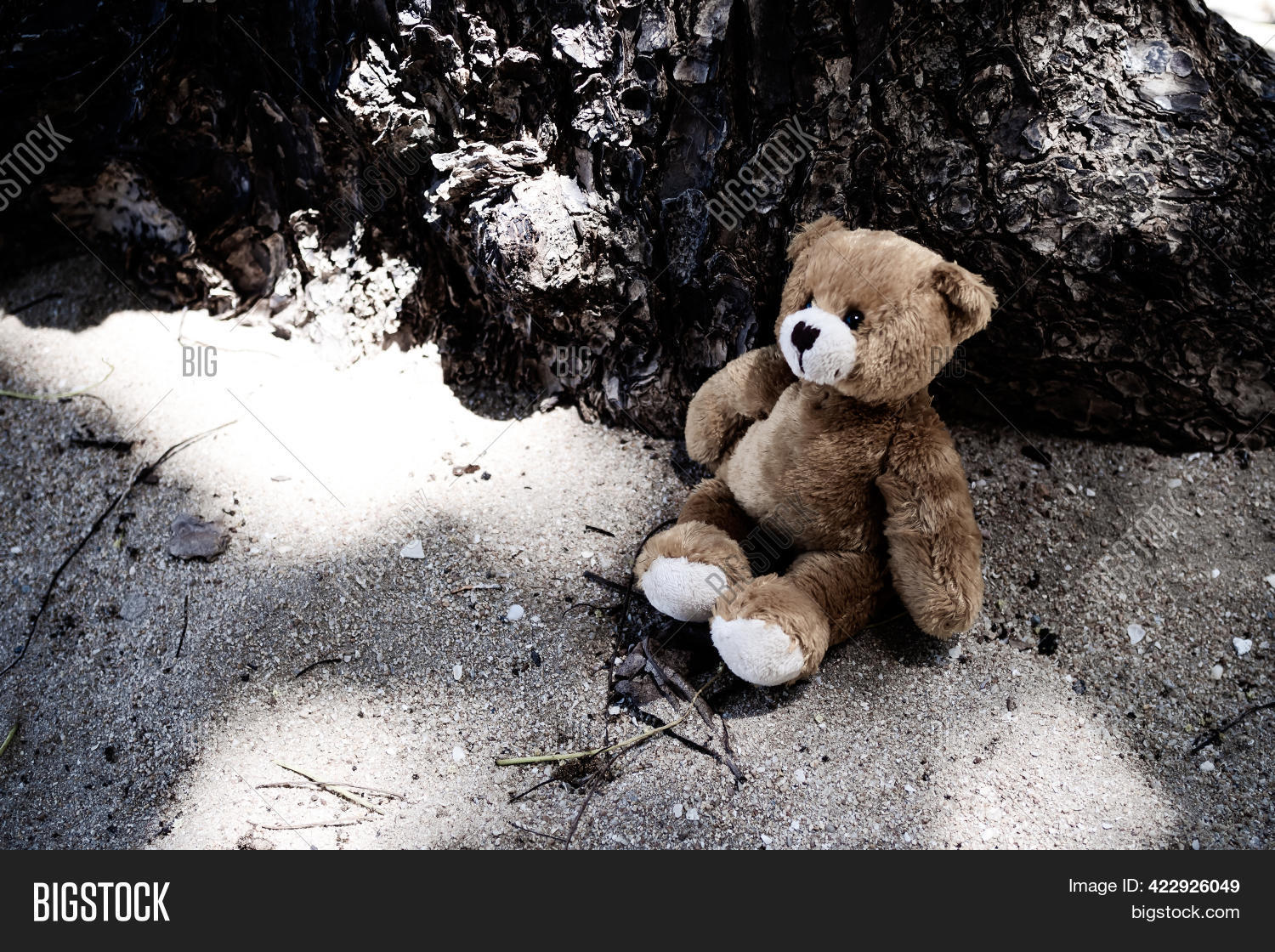 Black And White Teddy Bear Photography