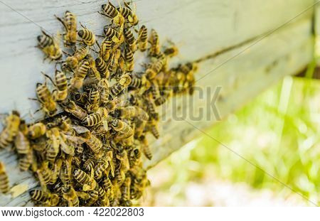 Lots Of Bees At The Entrance To The Beehive.