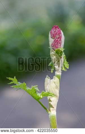 Rhubarb. Genus Of Herbaceous Plants Of The Family Polygonaceae