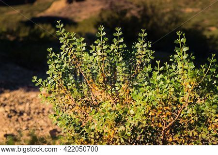Shrub Of Larrea Divaricata, Locally Known As Jarilla, In Uspallata Valley, Province Of Mendoza, Arge