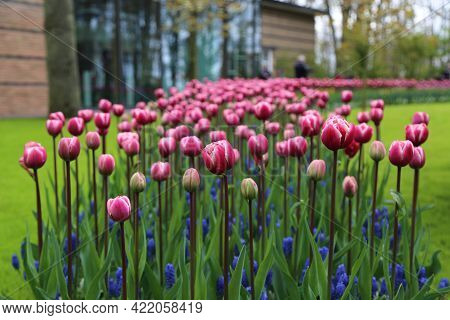 The Tulips Of The Keukenhof Park Holland. High Quality Photo