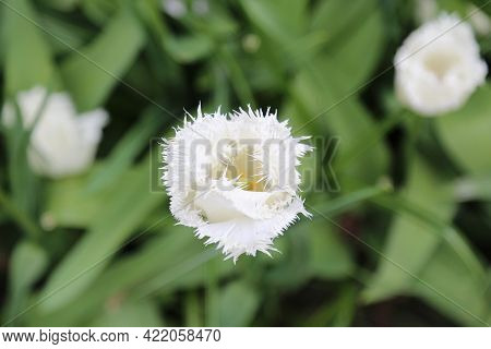 The Tulips Of The Keukenhof Park Holland. High Quality Photo