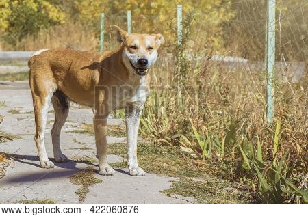 Red Dog, Breed Mongrel On A Blurred Background