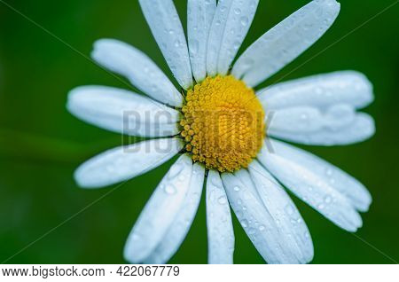 Close-up Of A Daisy In A Field. Shallow Depth Of Field