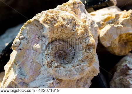 The Shell Of The Fossil Nautiloidea Is The Lower Section Of The Carboniferous Period. Search For Fos