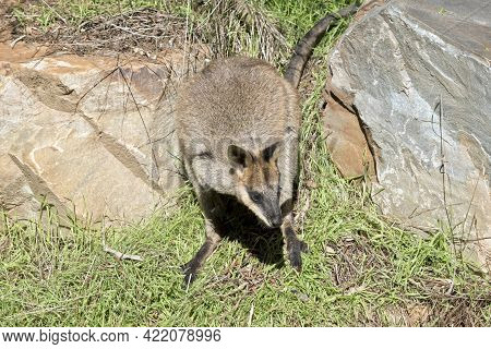 The  Swamp Wallaby Has A Brown Body White Cheeks And A Blacki Mask