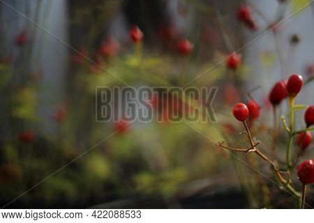 Texas Native Pepper Chiltepin Pepper Capsicum Annuum Var. Glabriusculum