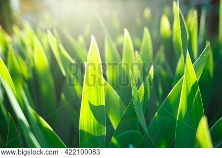 Spring Juicy Green Leaves In The Rays Of The Setting Sun