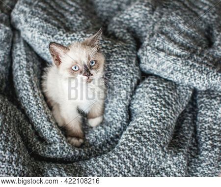 Gray Kitten On Knitted Image Photo Free Trial Bigstock