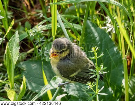Beautiful, Small Eurasian Blue Tit (cyanistes Caeruleus Or Parus Caeruleus) Chick Sitting In The Gra