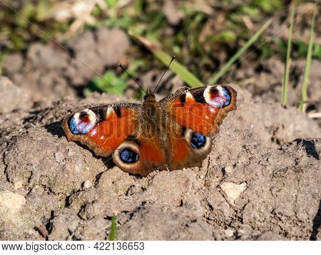 Macro Shot Of Beautiful Colourful Butterfly - European Peacock Or Peacock Butterfly (aglais Io) On T