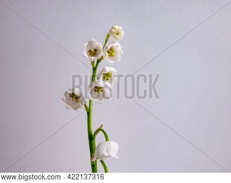 Close-up Macro Shot Of Sweetly Scented, Pendent, Bell-shaped White Flowers Of Lily Of The Valley (co