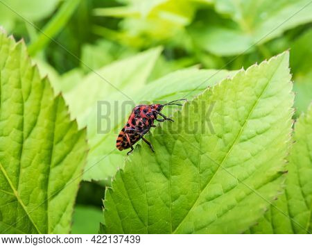 Adult Striped Shield Bug (graphosoma Lineatum) Walking On A Green Leaf Side In Summer, Red With Wide