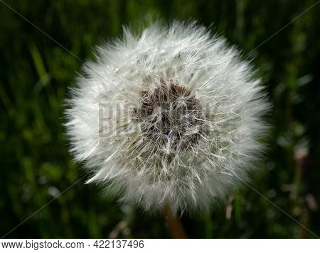 Macro Shot Of Single Dandelion (lion's Tooth) Flower Head With Seeds And Pappus In The Meadow With G
