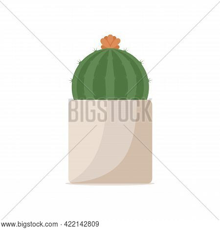Large Green Round Cactus With Beautiful Flower In Square Ceramic Flower Pot. Prickly Flowering Cactu