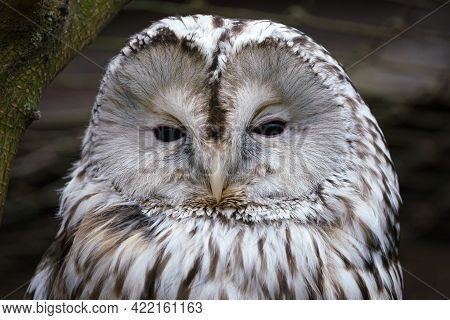 Portrait Of Big Ural Owl, Strix Uralensis.