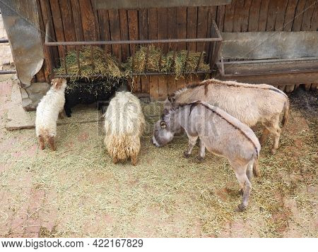 Sheep And Donkeys Eat Hay From The Trough At The Zoo. Mammals, Artiodactyls And Equids Eat Lunch