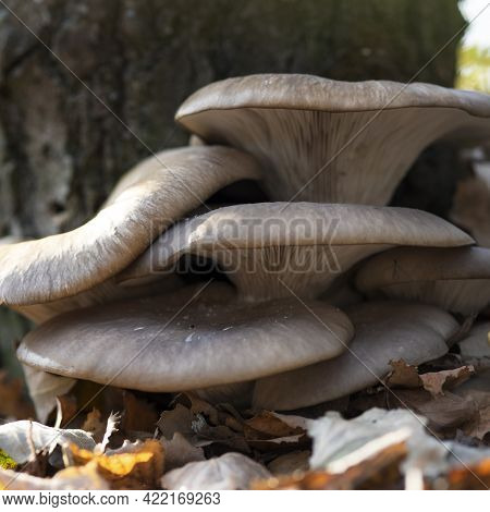 Large Beautiful Mushrooms Pleurotus Ostreatus In The Autumn Forest Near A Tree Among Fallen Leaves