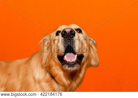 Portrait Of Hunny Golden Retriever Labrador Mouth Open On A Orange Studio Background.closeup.