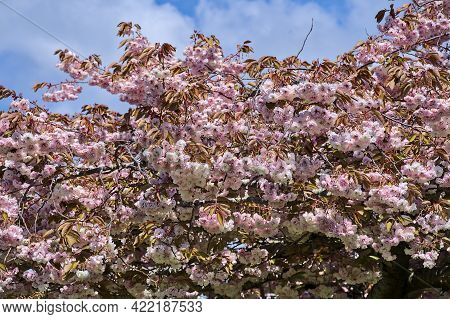 Beautiful Distant View Of Delicate Spring Pink Cherry (prunus Shogetsu Oku Miyako) Blossom Flowering