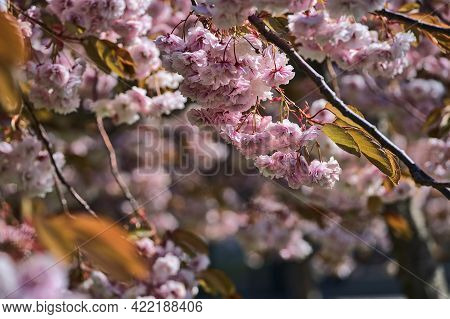 Beautiful Closeup View Of Delicate Spring Pink Cherry (prunus Shogetsu Oku Miyako) Blossom Flowering