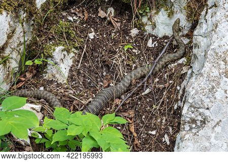 Dice Snake, Natrix Tessellata In Plitvice National Park, Croatia In Europe. The Dice Snake Is An Eur