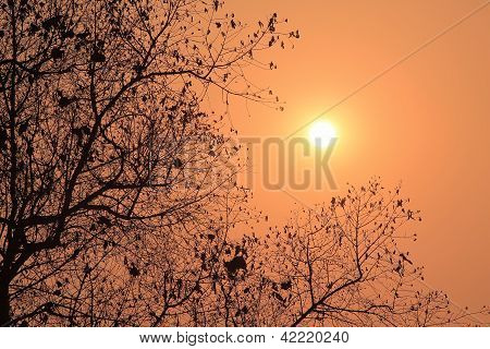 Silhouette de l'arbre