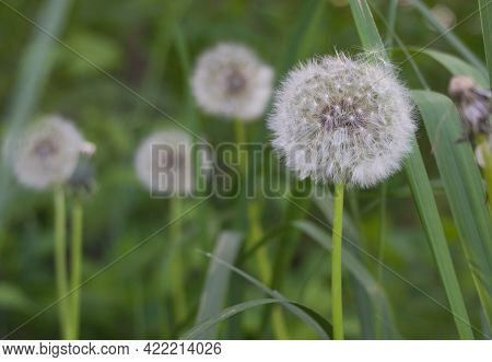 Dandelionseeds Close Up - Green Grass Background. Selective Focus