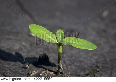 Sunflower, A Small Green Sprout In The Ground, Sunflower Sprout. A Small Plant In The Soil. Ecology,