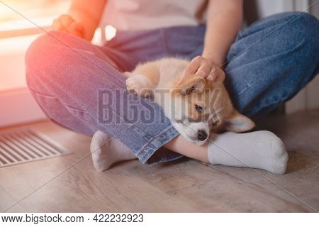Young Female Holding Cute Little Pembroke Welsh Corgi Puppy. Taking Care And Adopting Pets Concept. 