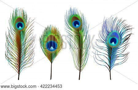 Peacock Feathers. Exotic Tropical Birds Beautiful Colored Feathers Decent Vector Realistic Collectio