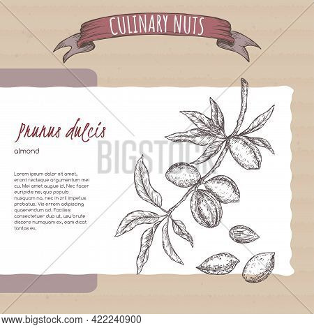 Prunus Dulcis Aka Almond Branch And Nuts Sketch On Cardboard Background. Culinary Nuts Series.