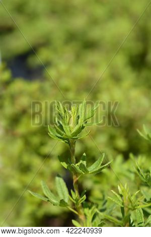 Shrubby Cinquefoil Goldfinger Leaves - Latin Name - Potentilla Fruticosa Goldfinger