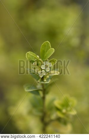 Box-leaved Holly - Latin Name - Ilex Crenata