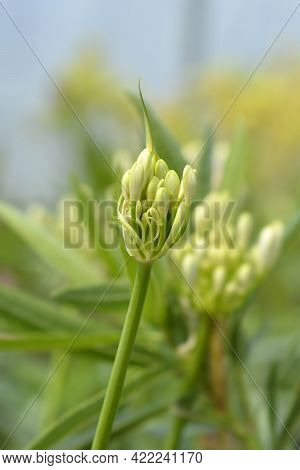 African Lily Amourette White Flower Buds - Latin Name - Agapanthus Amourette White