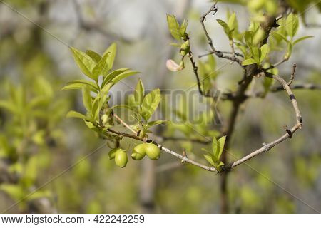 Winter Flowering Honeysuckle Branch With Unripe Fruits - Latin Name - Lonicera Fragrantissima