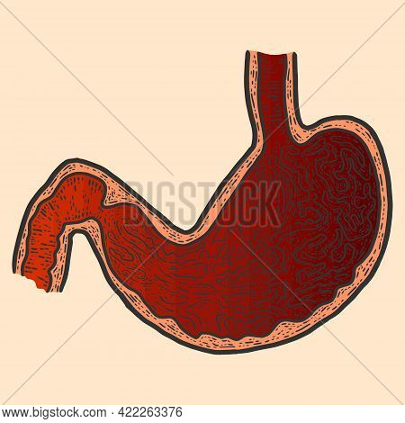 Anatomy, Section Stomach. Sketch Scratch Board Imitation Color.