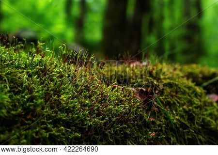 Forest Moss Macro Composition At Shallow Depth Of Field With Defocused Green Forest Background