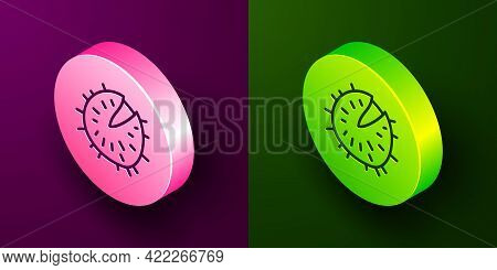 Isometric Line Chestnut Icon Isolated On Purple And Green Background. Barbed And Strong Chestnut. Ci