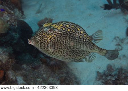 Honeycomb Cowfish On Caribbean Coral Reef