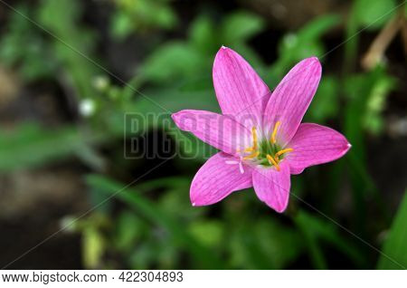 Zephyranthes Minuta Is A Plant Species Very Often Referred To As Zephyranthes Grandiflora