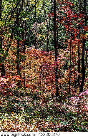 Picturesque Landscape Of Red Leaves In Yunling, Liuhe, Jilin, China