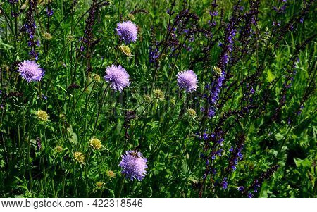 Flowerbed Of Colorful Colors Of Prairie Flowers In An Urban Setting Attractive For Insects And Butte