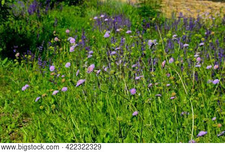 Flowerbed Of Colorful Colors Of Prairie Flowers In An Urban Setting Attractive For Insects And Butte