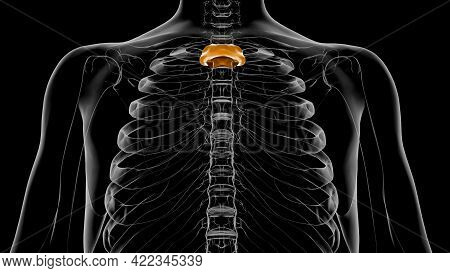 Human Skeleton Manubrium Anatomy 3D