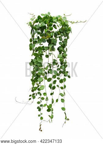 Hanging Vine Plant Succulent Leaves Of Hoya (dischidia Ovata Benth), Indoor Houseplant Isolated On W