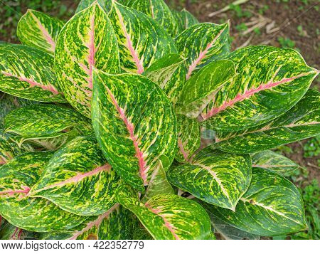 Top View Of Aglaonema One Of The Most Colorful Houseplants. Aglaonema Is A Highly Decorative Plants 